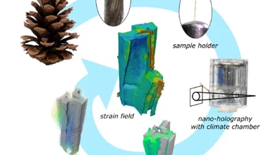 Quantifying hygroscopic deformation in lignocellulosic tissues: a digital volume correlation tool comparison featured image